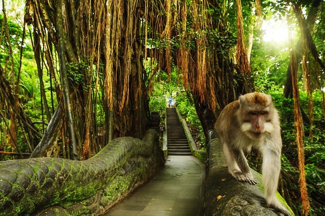Ubud Skip the line Monkey Forest Sanctuary Ticket and Guided Tour - Key highlights to know before you go