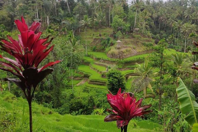 UBUD Spring Temple, Waterfall, Rice Terraces Private Tour - Stop 3: Ulu Petanu Waterfall, short visit, real water payoff