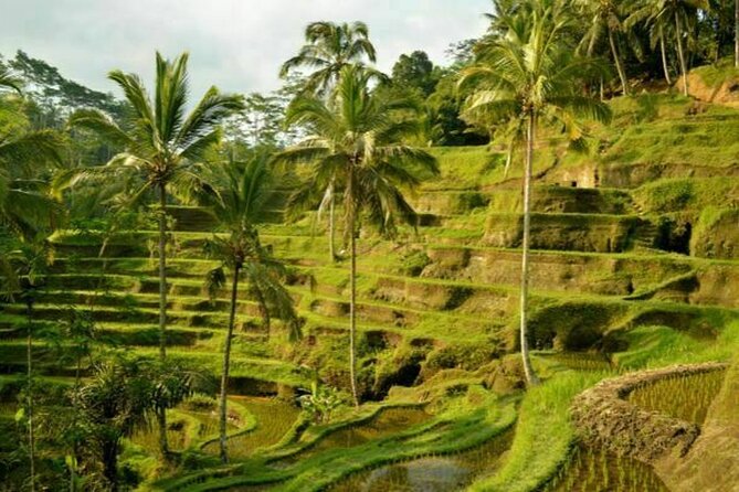 UBUD Spring Temple, Waterfall, Rice Terraces Private Tour - Timing reality check: 5 to 7 hours, but build in buffer
