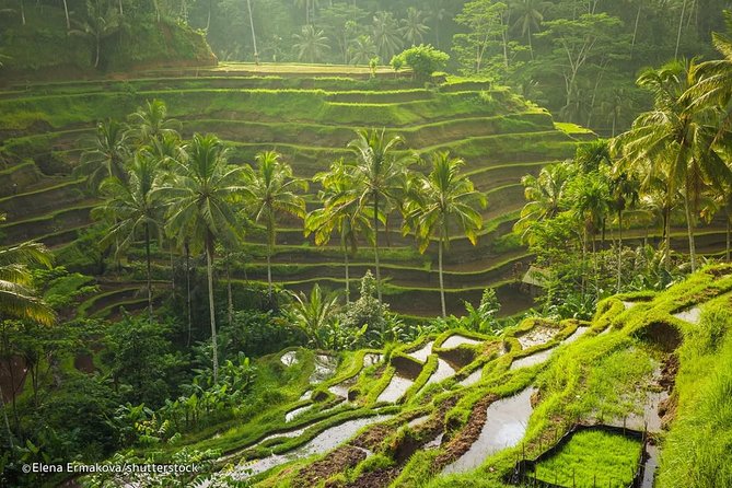 Ubud Surounding Tour - Price and Time: What $63 Really Means for Your Day