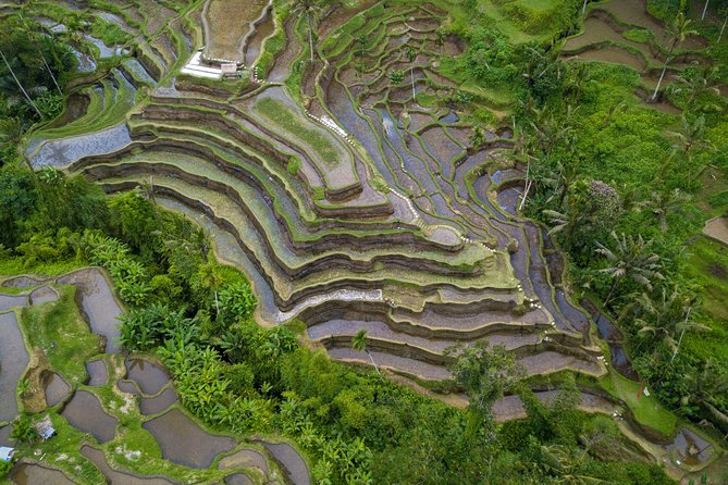 Ubud Top Attractions: Waterfalls, Temples and Rice Terraces - Tegalalang Rice Terrace: the short trek that feels real