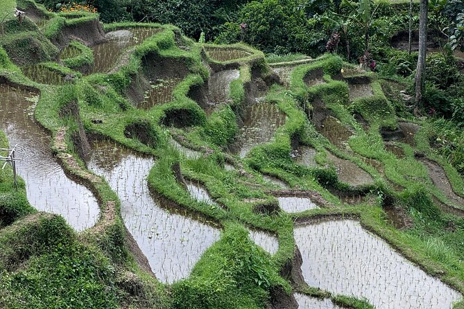 Ubud Top Tours to Discover Bali’s Cultural and Natural Wonders - Stop 3: Sacred Monkey Forest Sanctuary and temple-meets-wildlife energy