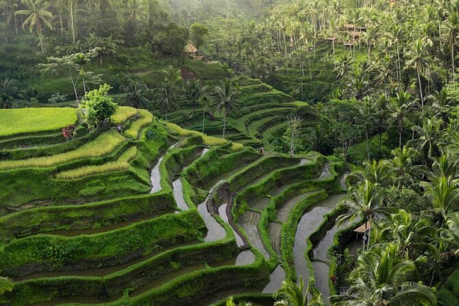 Ubud Tour-All Inclusive with Jungle Swing And Lunch - Price and what your $60 includes (and why it can be worth it)