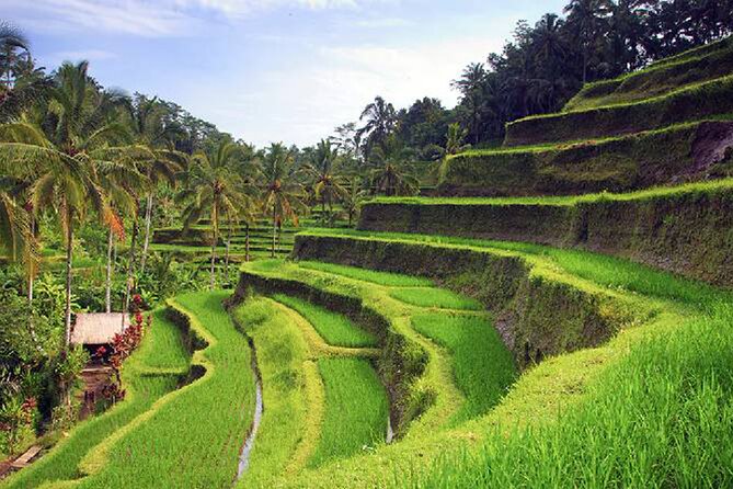Ubud Tour - Best of Ubud - All Inclusive - Pickup, timing, and why an 8 to 10 hour day needs a plan