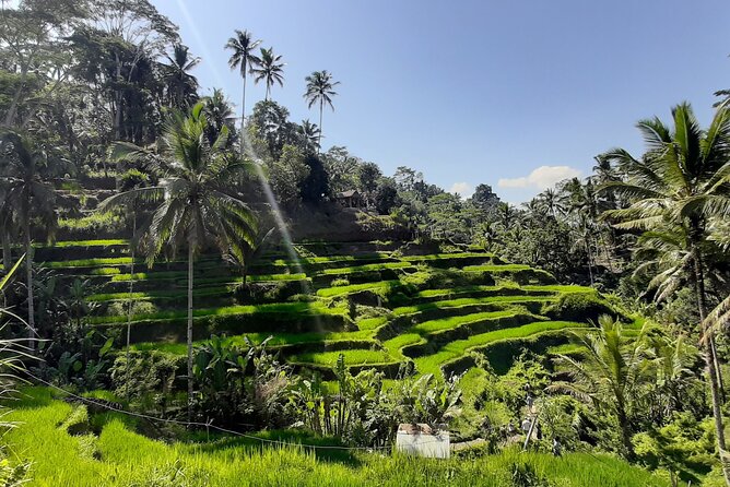 Ubud Tour - Highlights of Ubud - Key Things That Make This Ubud Highlights Day Worth It