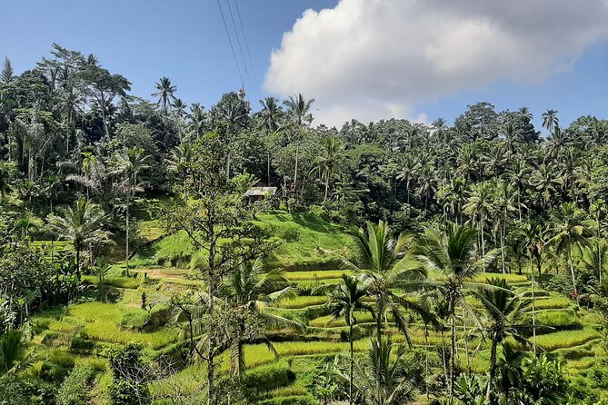 Ubud Tour - Highlights of Ubud - Kumulilir Coffee Plantation Stop: Free Tastings Without the Hard Sell