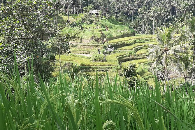 Ubud Tour - Highlights of Ubud - Lunch at D Alas Warung: A Real Meal in the Middle of the Circuit
