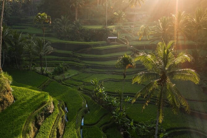 Ubud Tour Water Temple with Jungle Swing - Getting to Your Stops: Pickup, Private Transport, and a Driver You Can Trust