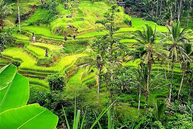 Ubud Tour with all includes - Why This Ubud Tour Works for First Timers (and Time-Conscious Travelers)