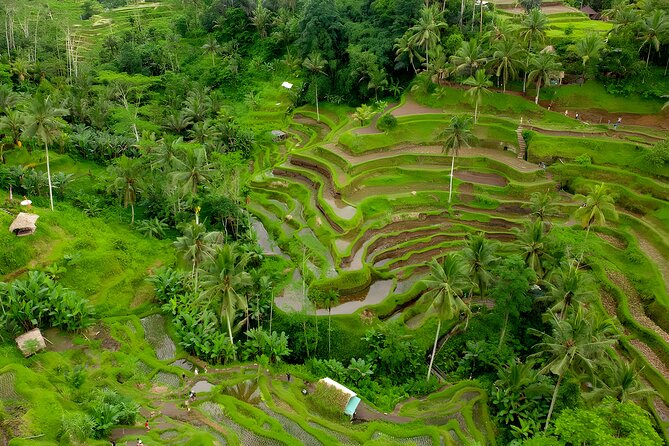 Ubud Village, Waterfall and Kintamani Volcano Tour - Tegalalang Rice Terrace: terraced scenery you can actually slow down for
