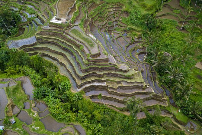 Ubud White Water Rafting, Rice Terrace and Jungle Swing - Lunch by the river, plus a coffee plantation tour break