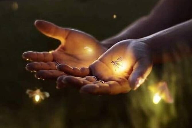 VIllage Firefly Night Tour - Ubud Bali - Key Highlights Worth Booking For