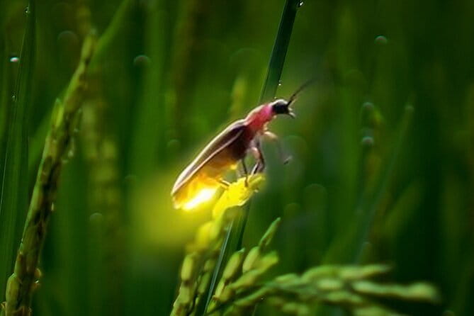 VIllage Firefly Night Tour - Ubud Bali - Price and Value for a 5 Hour Rural Ubud Day