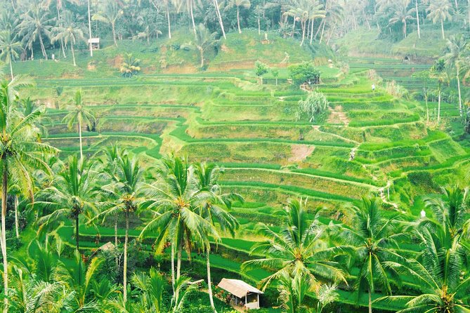 Volcano Jeep Adventure and Ubud Tour - Tegalalang rice terraces: a short hike with real farming context