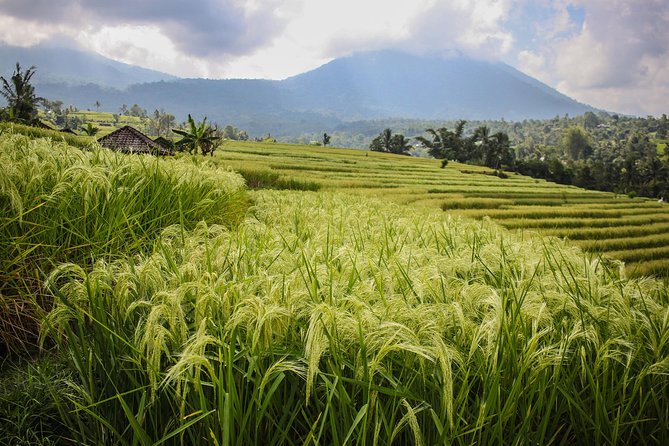 West Bali Tour: Taman Ayun, Ulun Danu Beratan, Jatiluwih Rice Terrace, Tanah Lot - Leke Leke Waterfall: Jungle Beauty, With One Real Catch