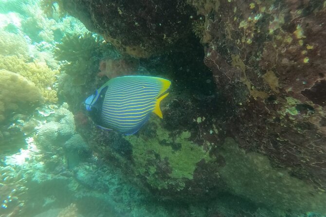 West Nusa Penida With Snorkeling Private Guided Tour - Who this private West Nusa Penida tour suits best
