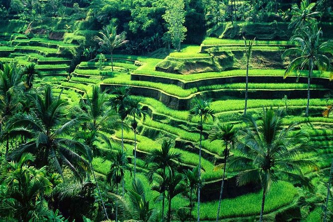 Wonderful Of Ubud Tours - Sacred Monkey Forest Sanctuary: A Nutmeg Forest With 700 Plus Macaques